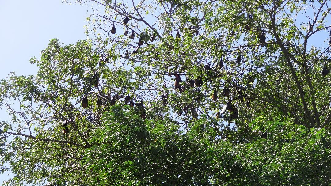 Chole Foxes Lodge المظهر الخارجي الصورة